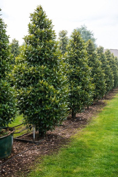 Magnolia Alta вирощування